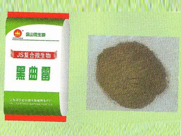 點擊查看詳細(xì)信息<br>標(biāo)題：黑曲霉 閱讀次數(shù)：2915